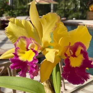 Meet your Posher, Evella